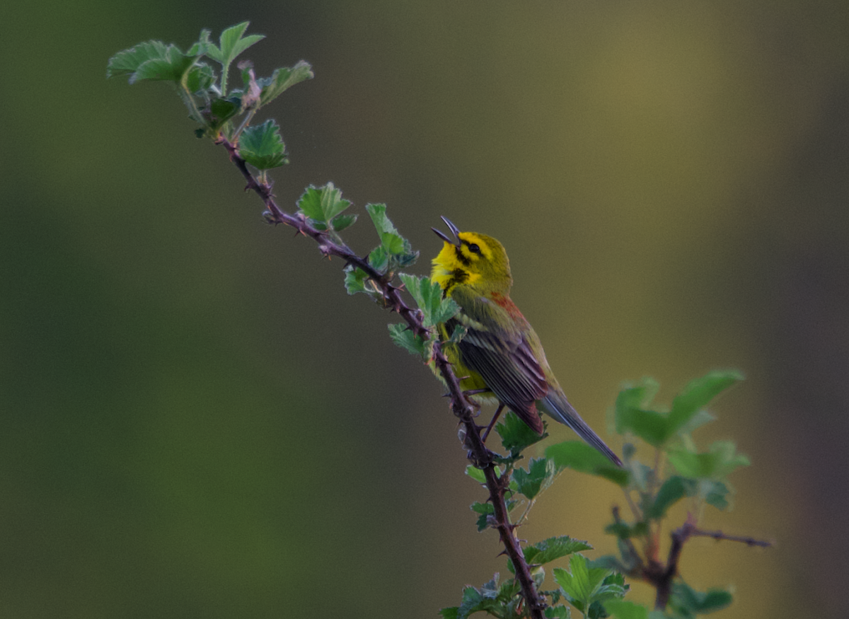 Prairie Warbler - ML617617574