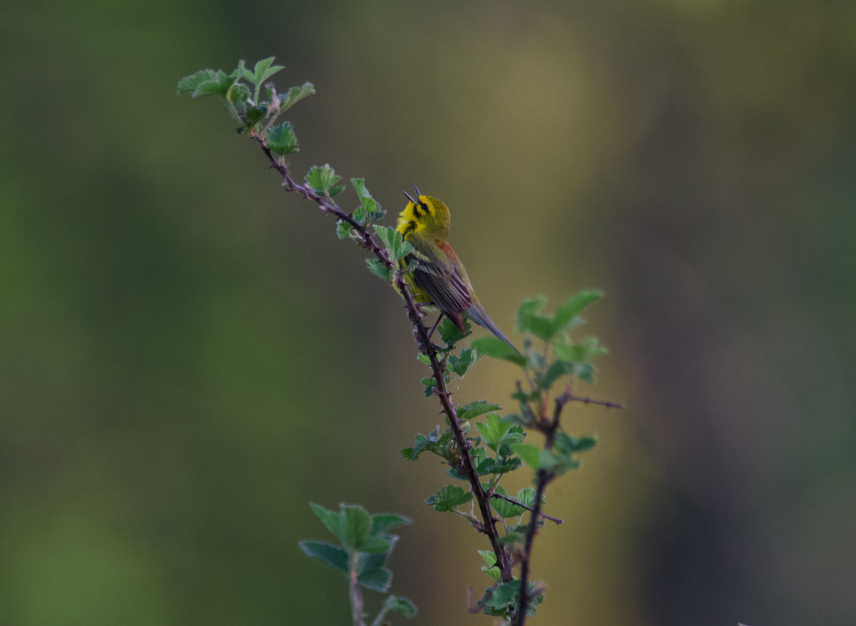 Prairie Warbler - ML617617580