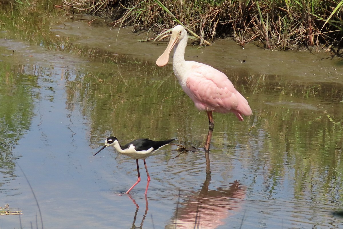 Black-necked Stilt - ML617617584