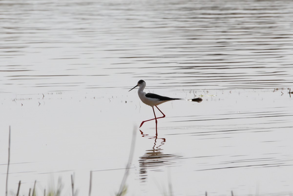 Black-winged Stilt - ML617617589