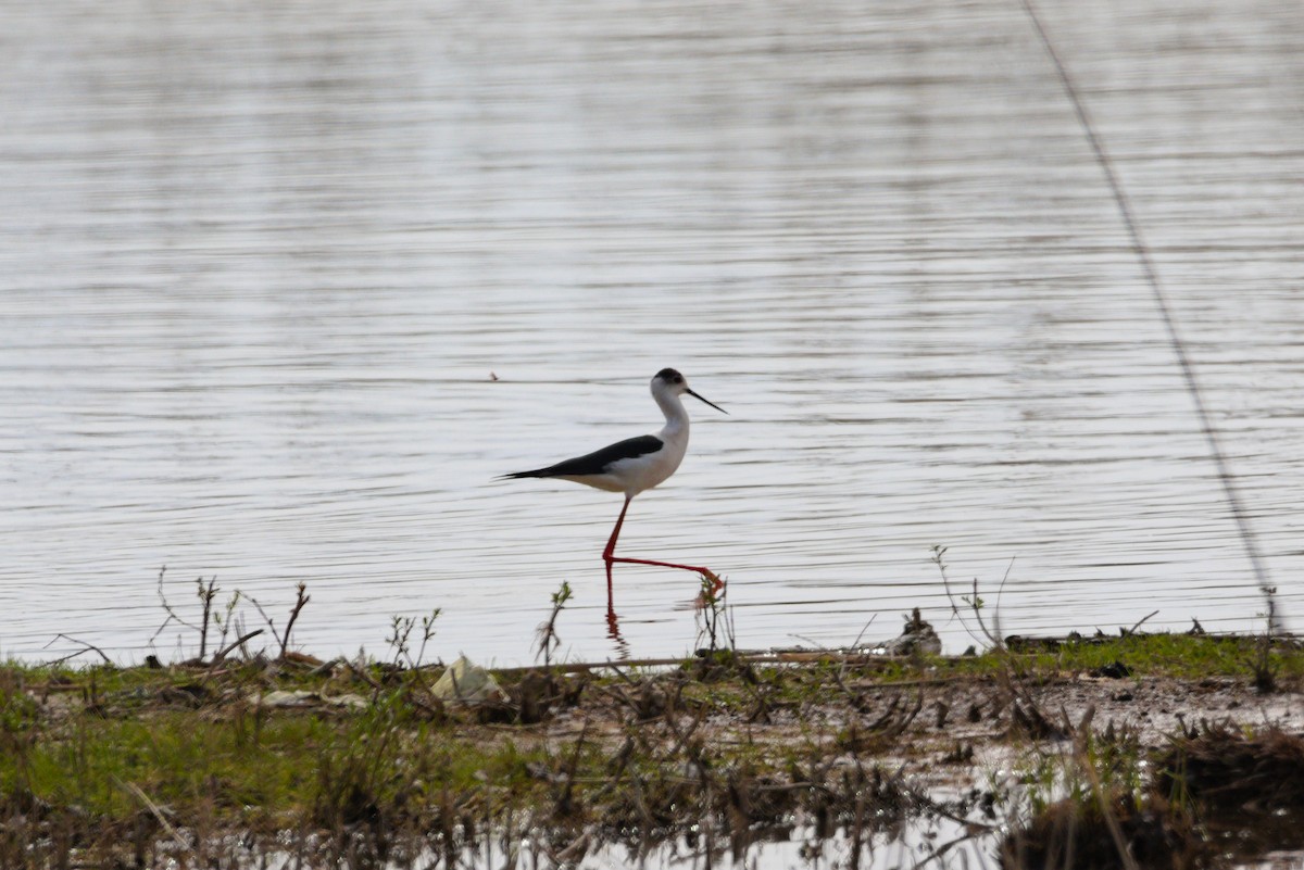 Black-winged Stilt - ML617617591