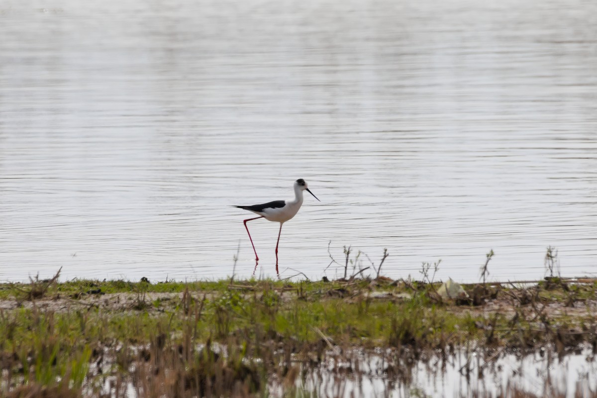 Black-winged Stilt - ML617617592