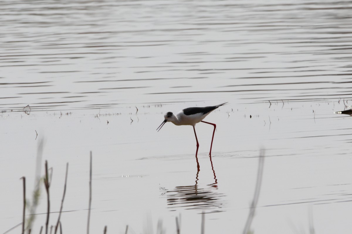 Black-winged Stilt - ML617617595