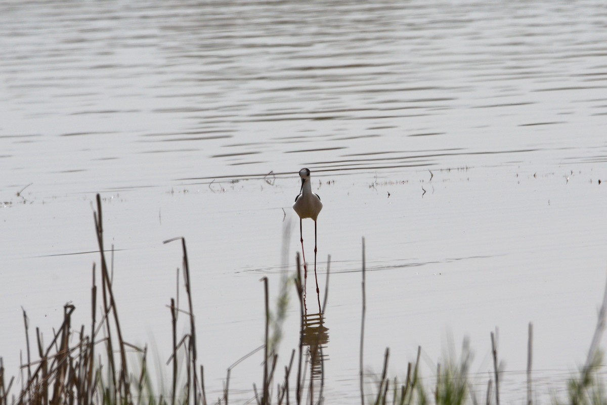 Black-winged Stilt - ML617617600