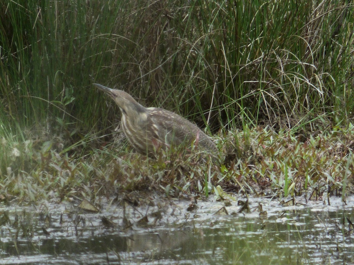 American Bittern - ML617617608