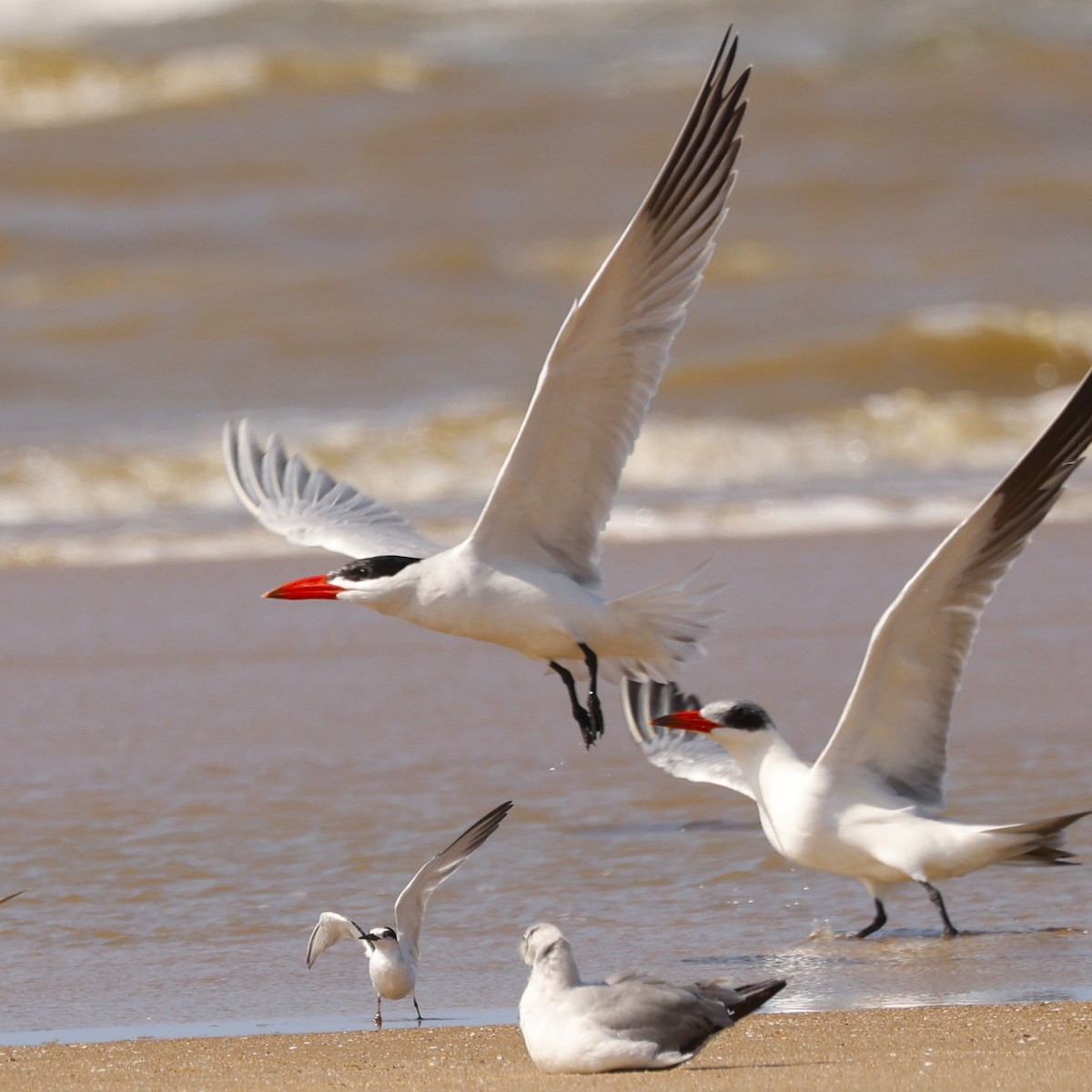 Caspian Tern - ML617617612