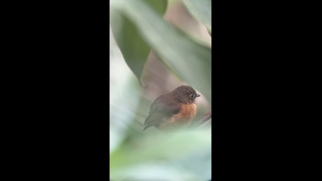 Rusty-breasted Antpitta - ML617617613