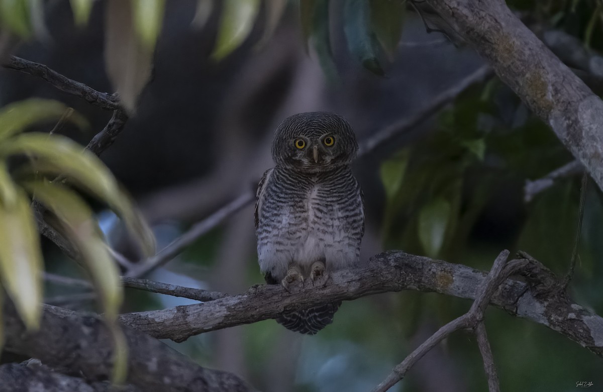 Jungle Owlet - Sahil 🐧