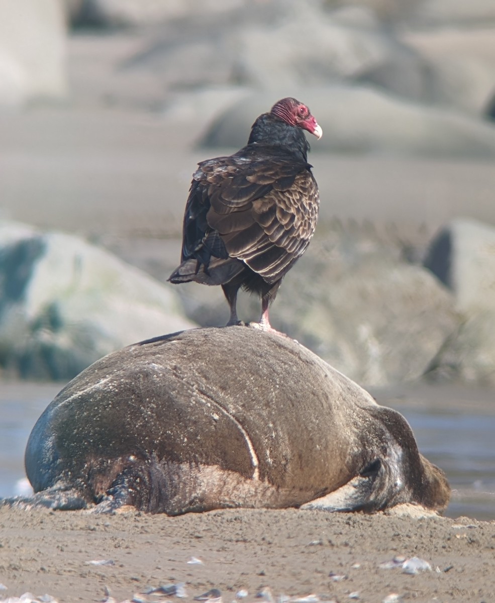 Turkey Vulture - ML617617637