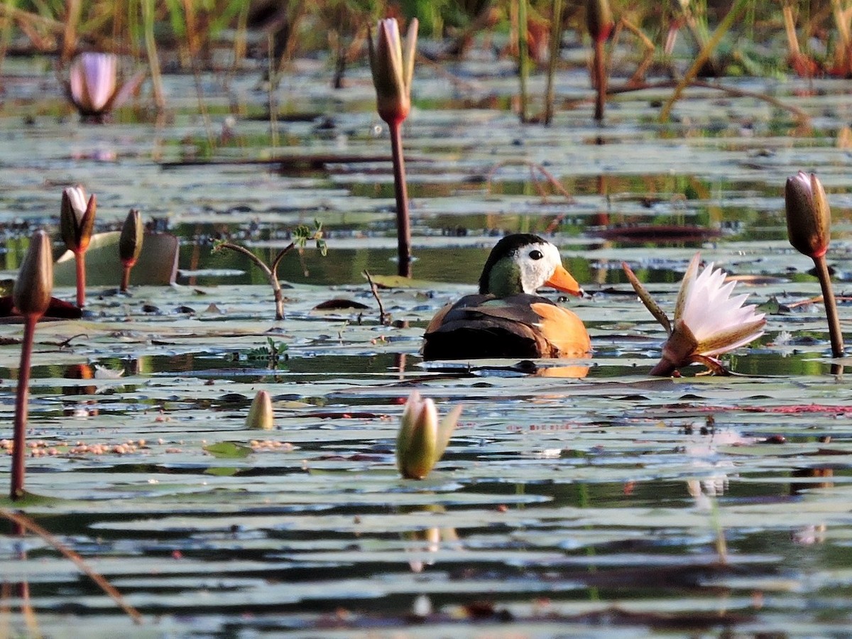 African Pygmy-Goose - Andrew Cauldwell