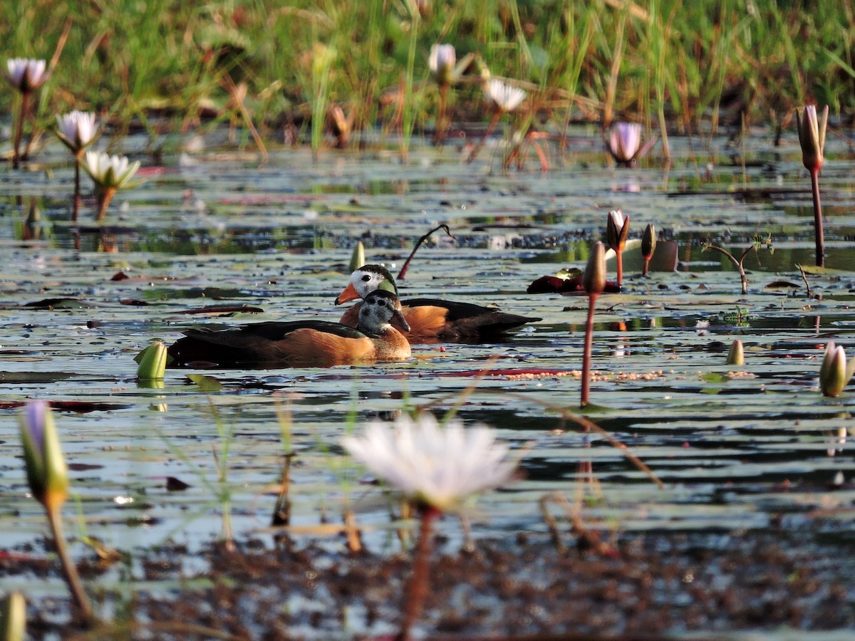 African Pygmy-Goose - Andrew Cauldwell