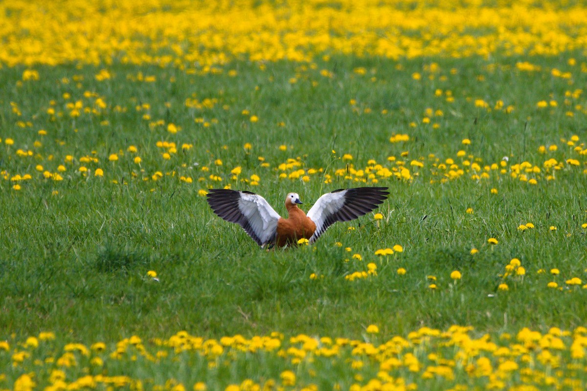 Ruddy Shelduck - Zsolt Semperger