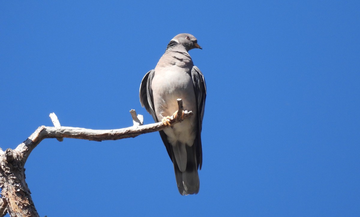 Band-tailed Pigeon - ML617617760