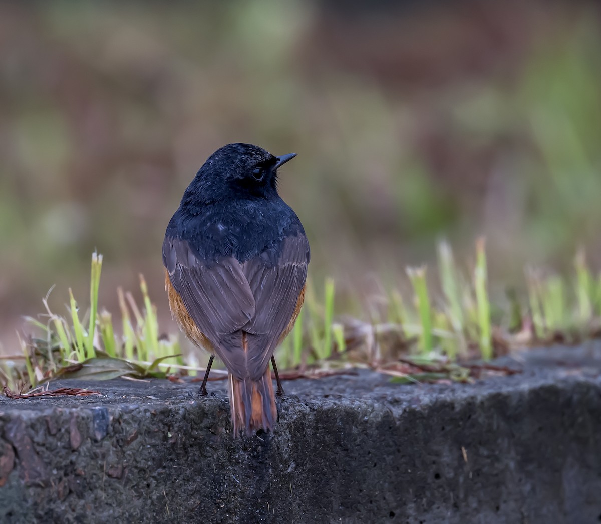 Black Redstart - Kai Pflug