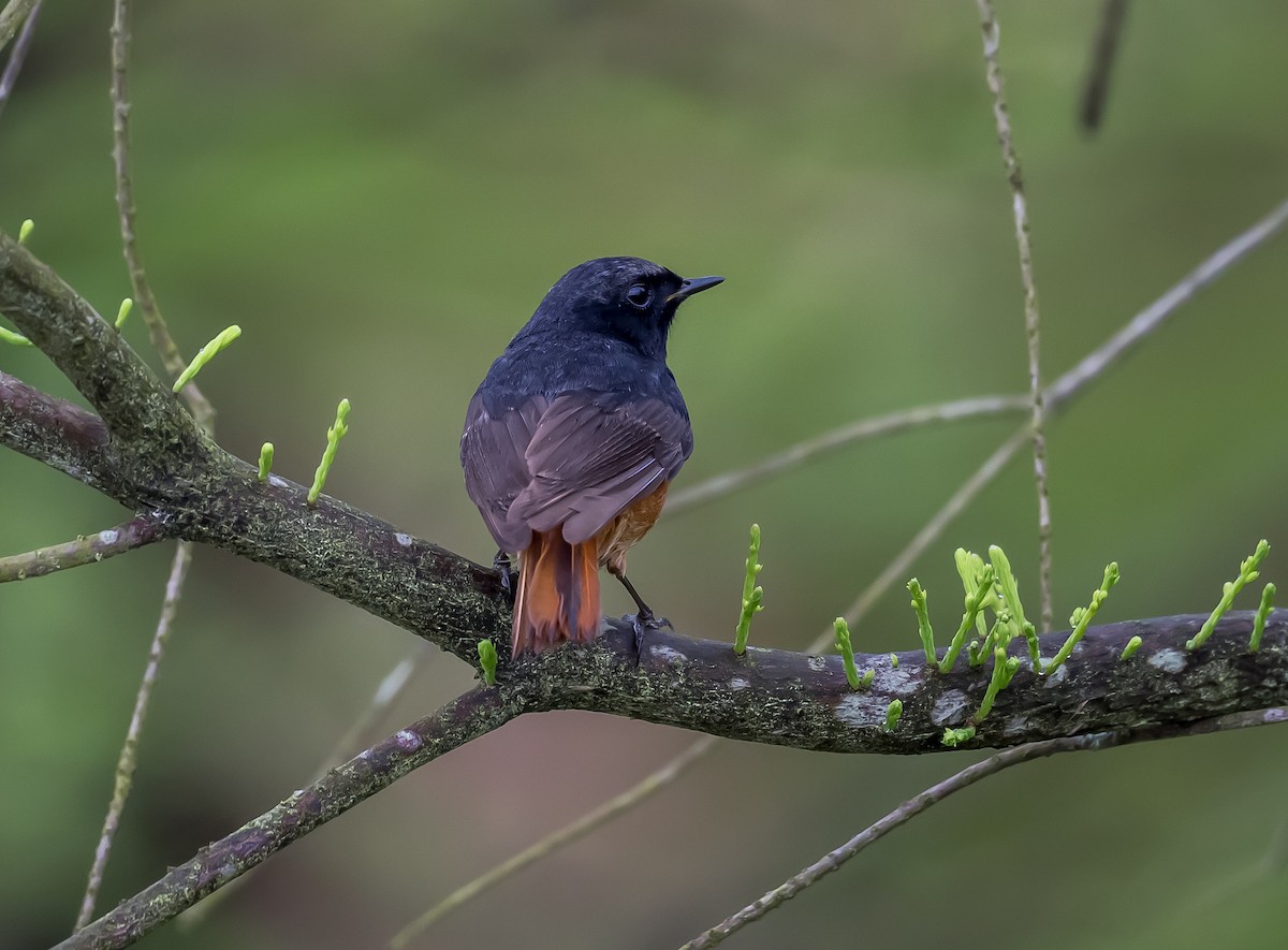 Black Redstart - Kai Pflug