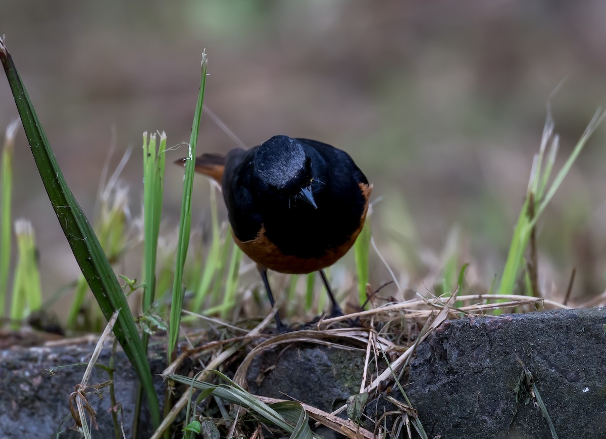 Black Redstart - Kai Pflug