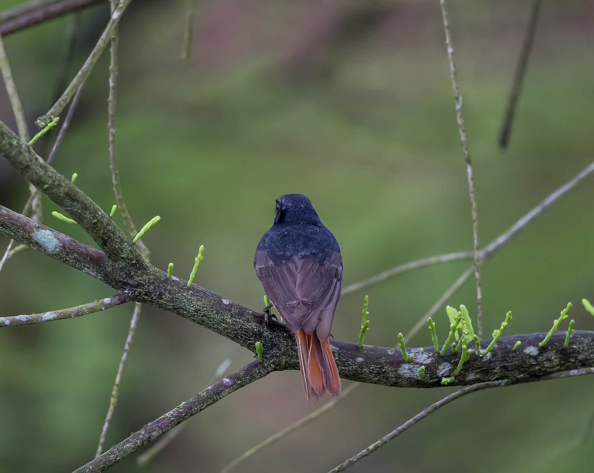 Black Redstart - ML617617781