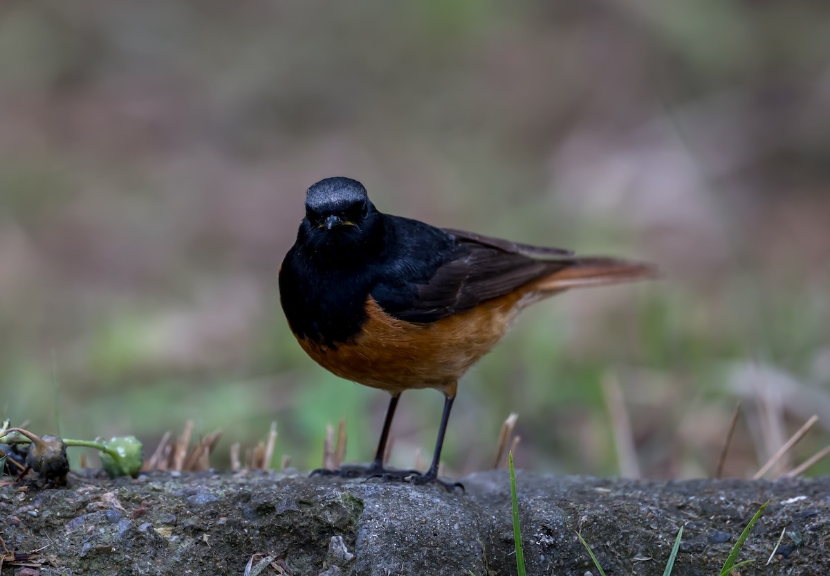 Black Redstart - Kai Pflug