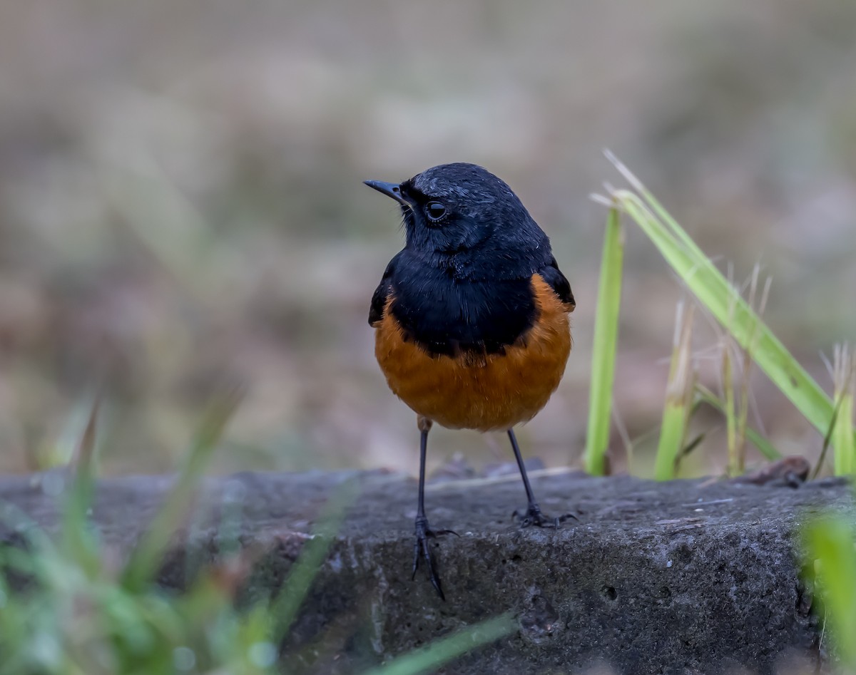 Black Redstart - ML617617784