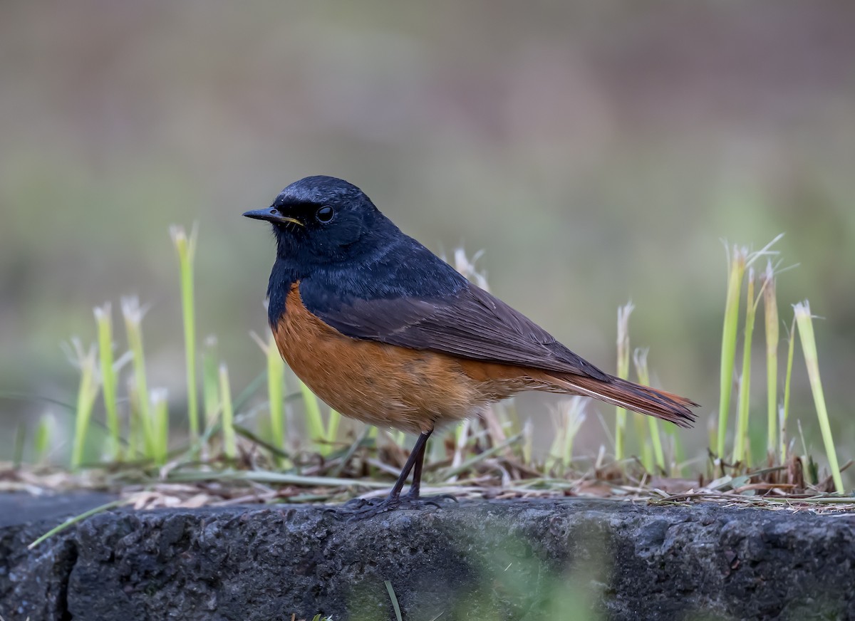 Black Redstart - Kai Pflug