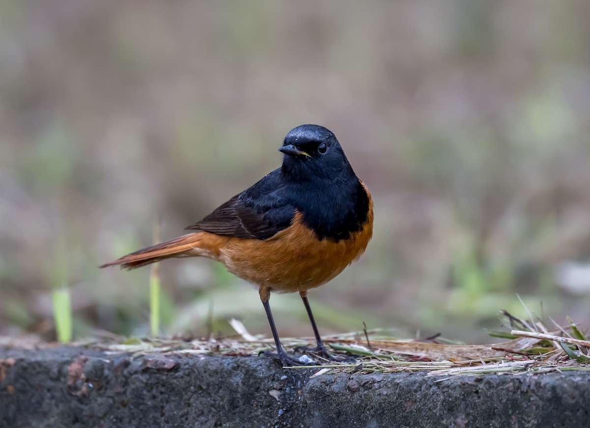 Black Redstart - Kai Pflug