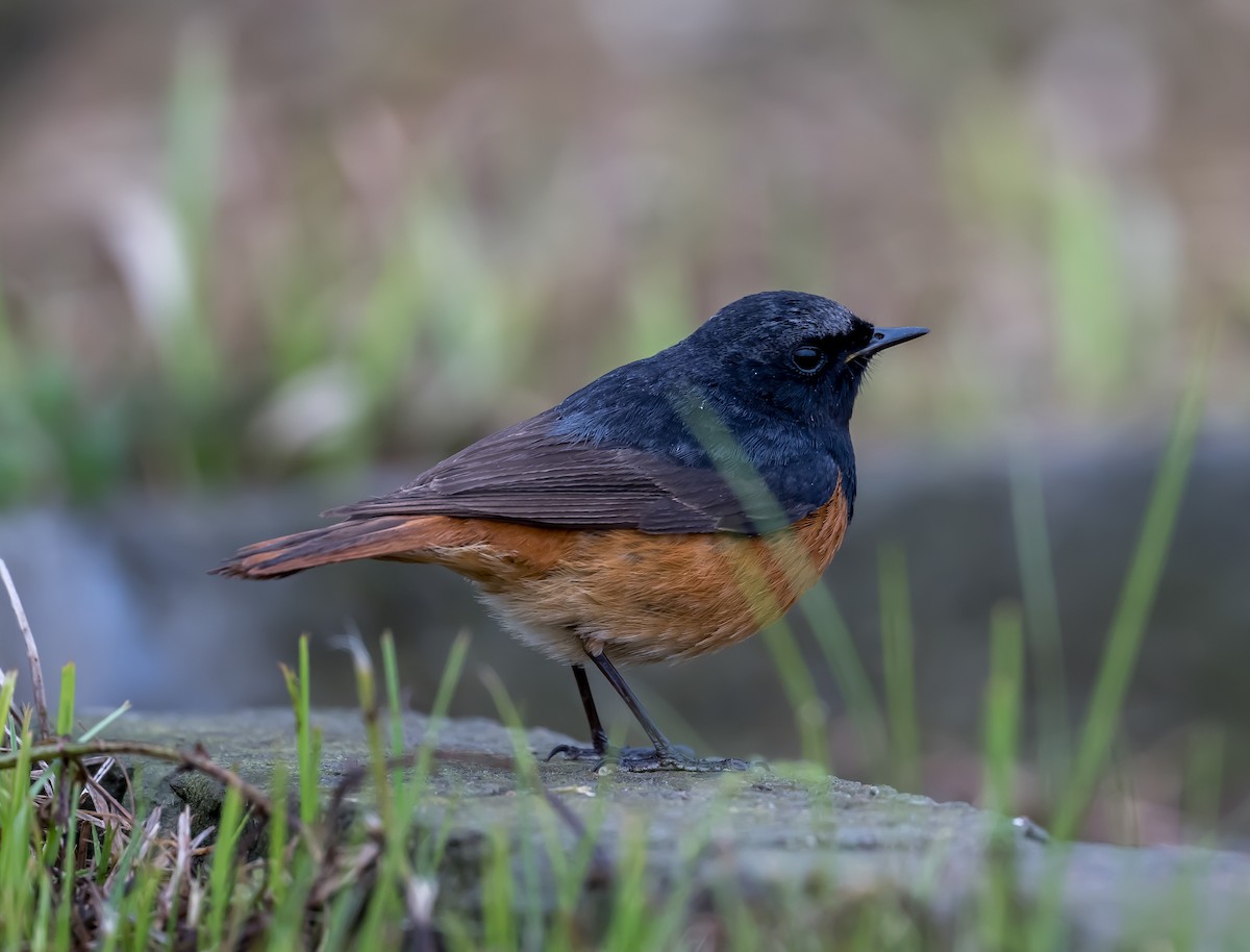 Black Redstart - Kai Pflug