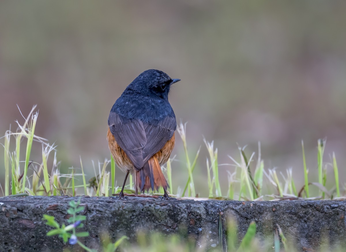 Black Redstart - Kai Pflug