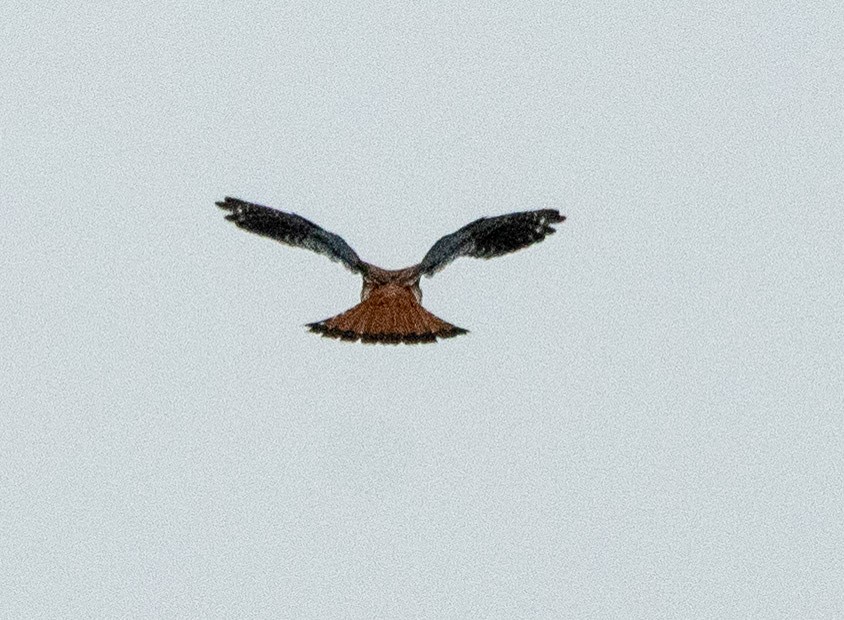 American Kestrel - ML617617799