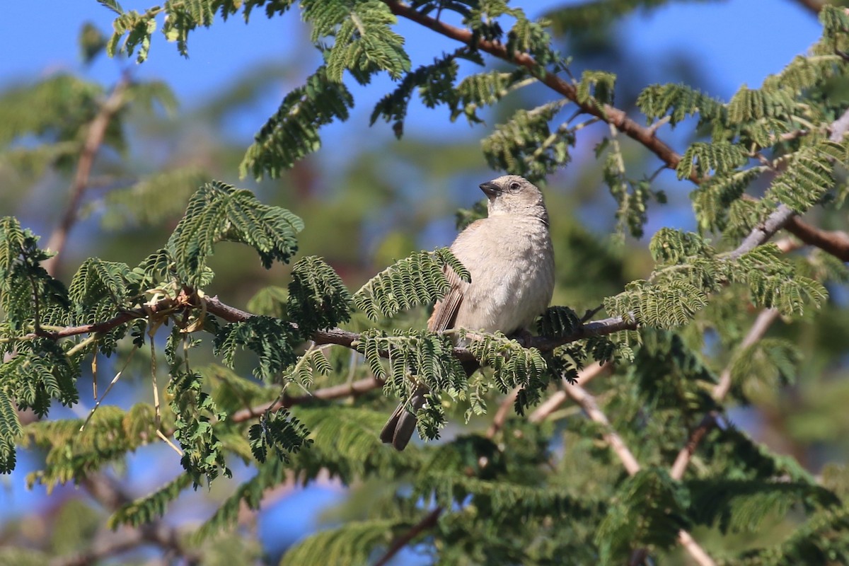 Swahili Sparrow - ML617617800