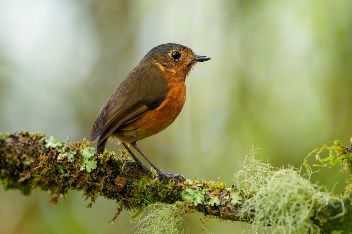 Slate-crowned Antpitta - Jeff Hapeman