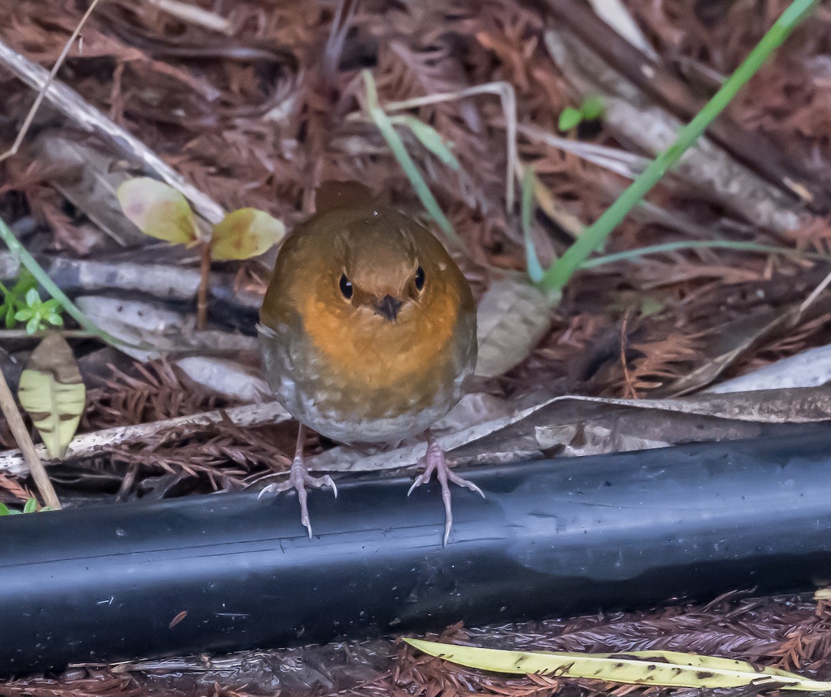 Japanese Robin - ML617617839