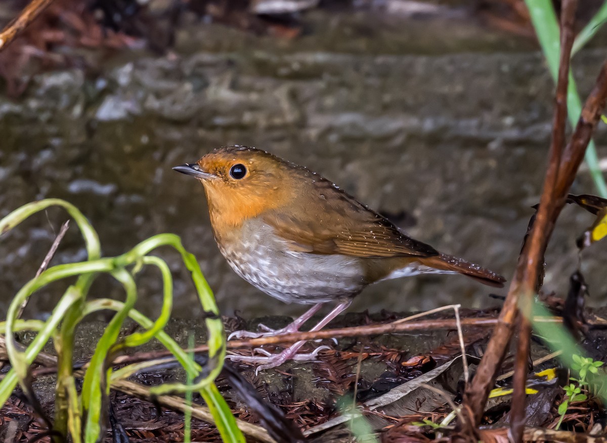 Japanese Robin - Kai Pflug