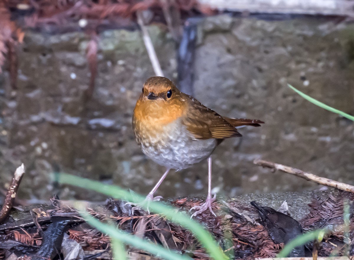 Japanese Robin - ML617617842