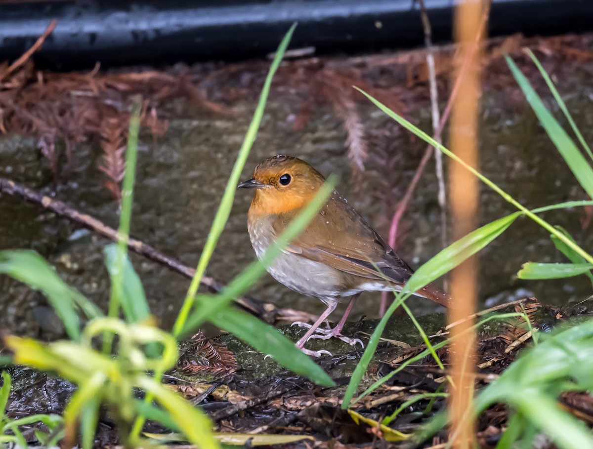 Japanese Robin - ML617617843