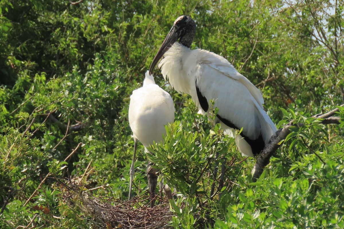 Wood Stork - ML617617854