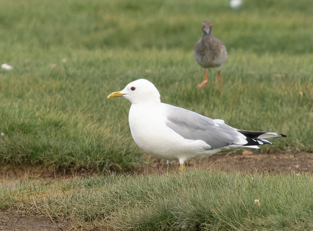 Common Gull - ML617617860