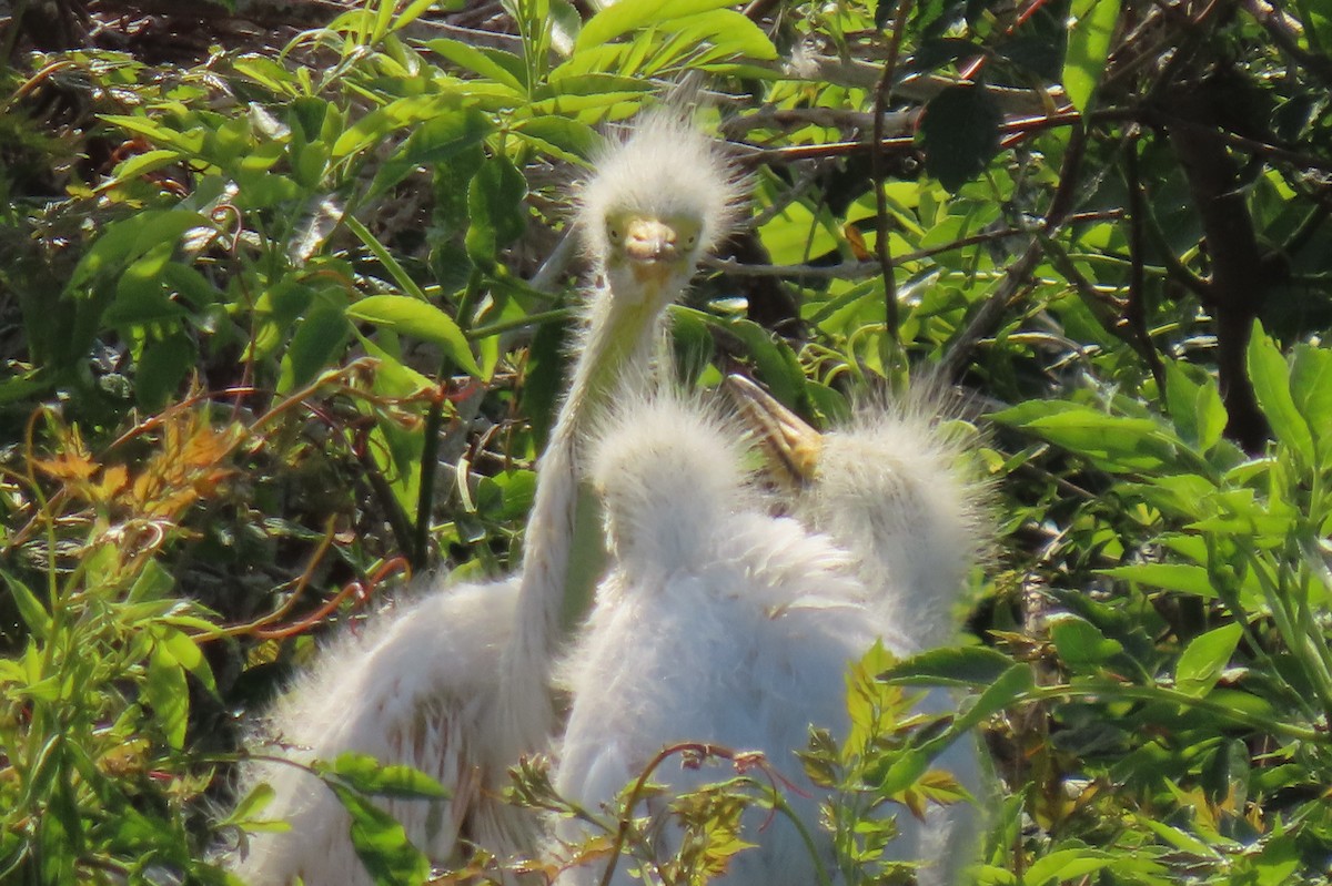 Great Egret - ML617617864