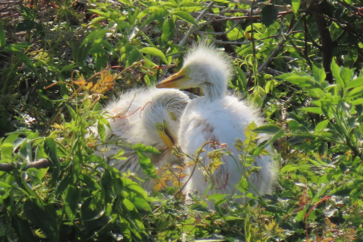 Great Egret - ML617617865