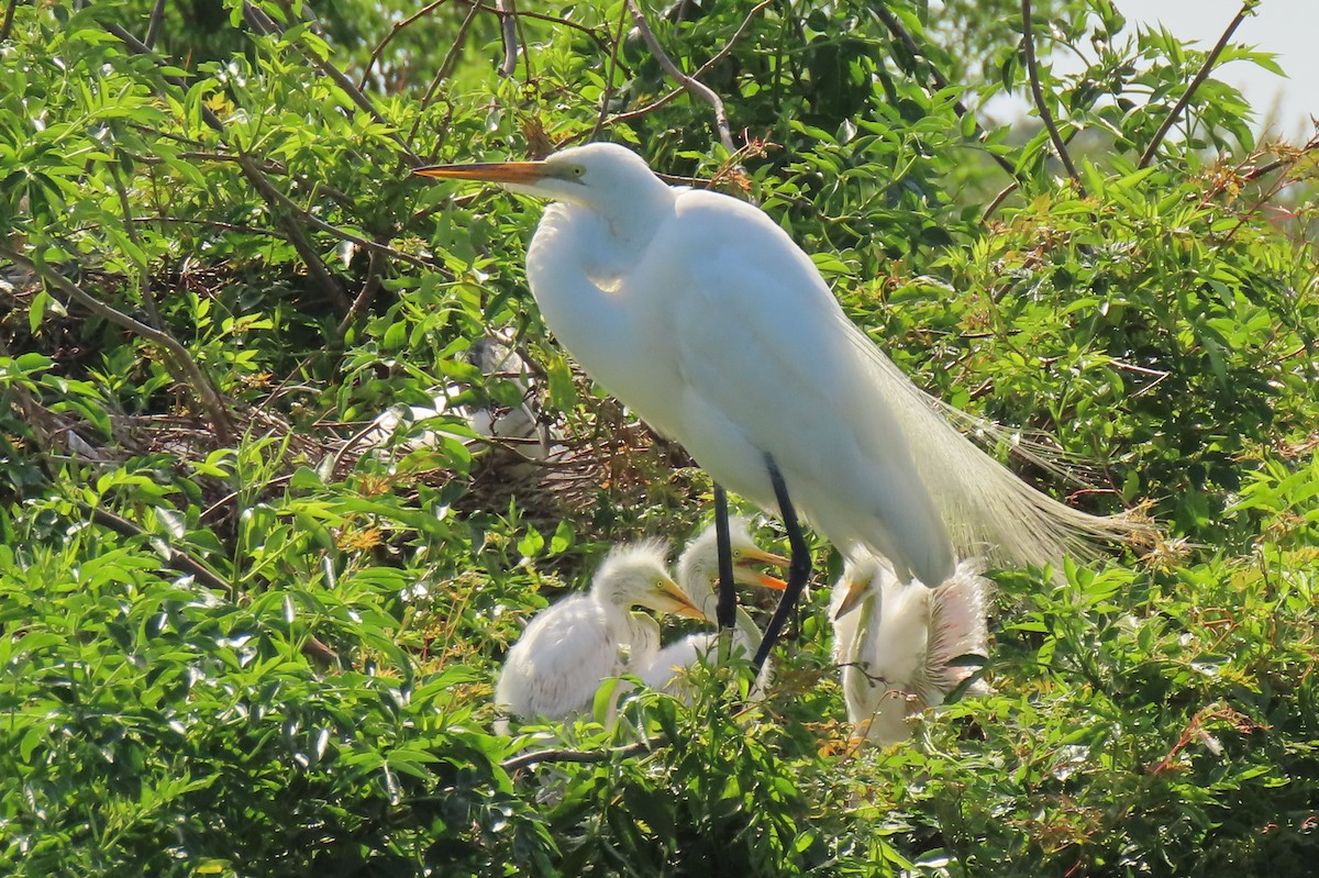 Great Egret - ML617617866