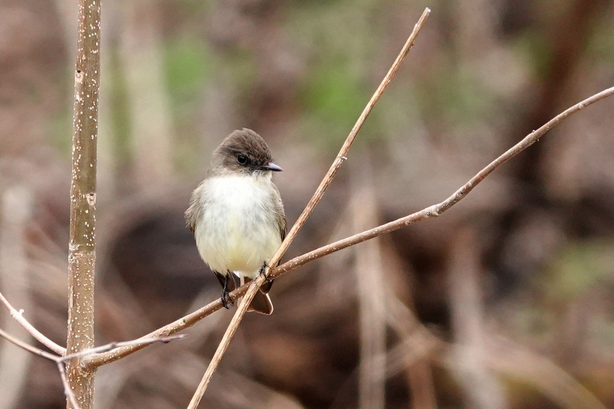 Eastern Phoebe - Louise Courtemanche 🦅