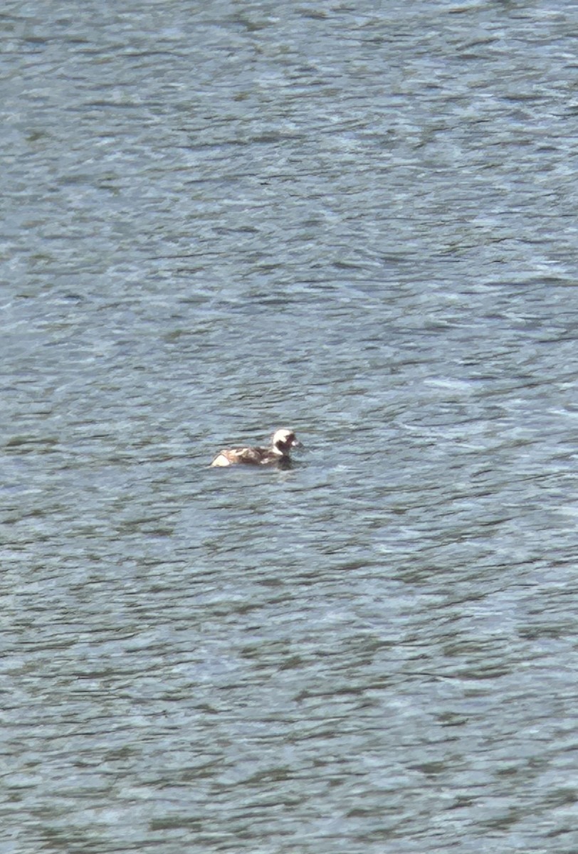 Long-tailed Duck - ML617617926