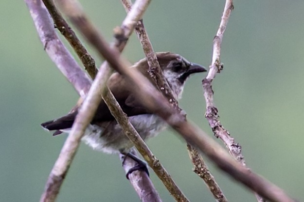 Mottled Flowerpecker - ML617617961