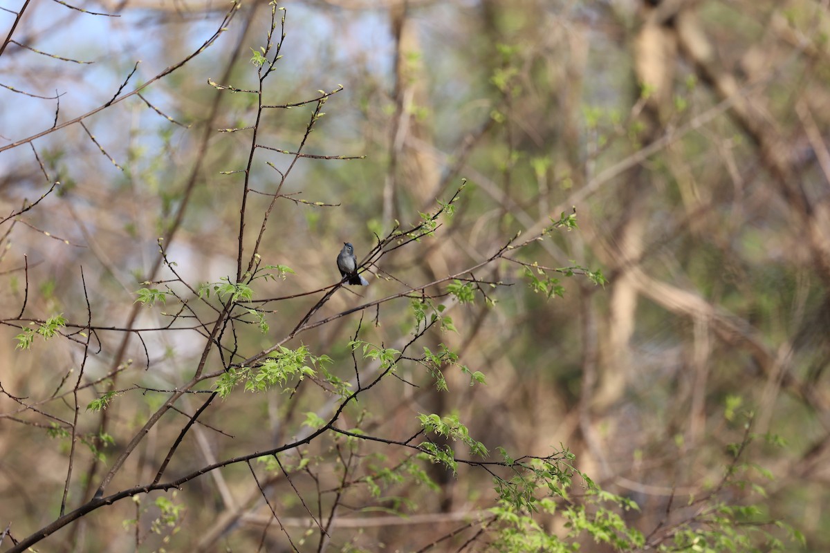 Blue-gray Gnatcatcher - ML617617979