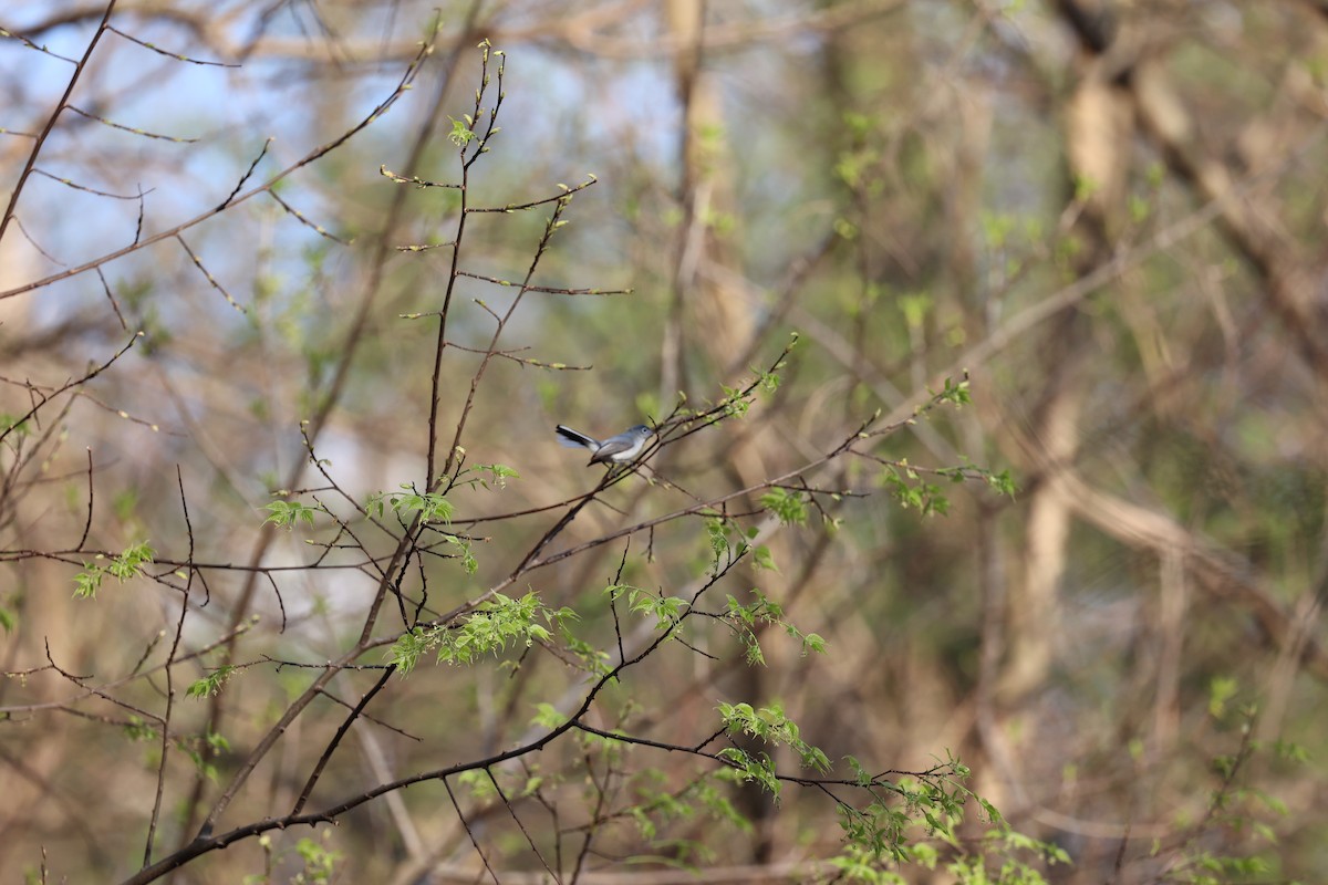 Blue-gray Gnatcatcher - ML617617980