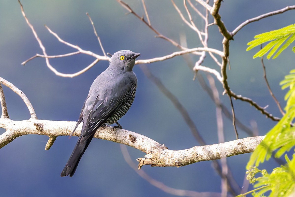 Barred Cuckooshrike - ML617618029