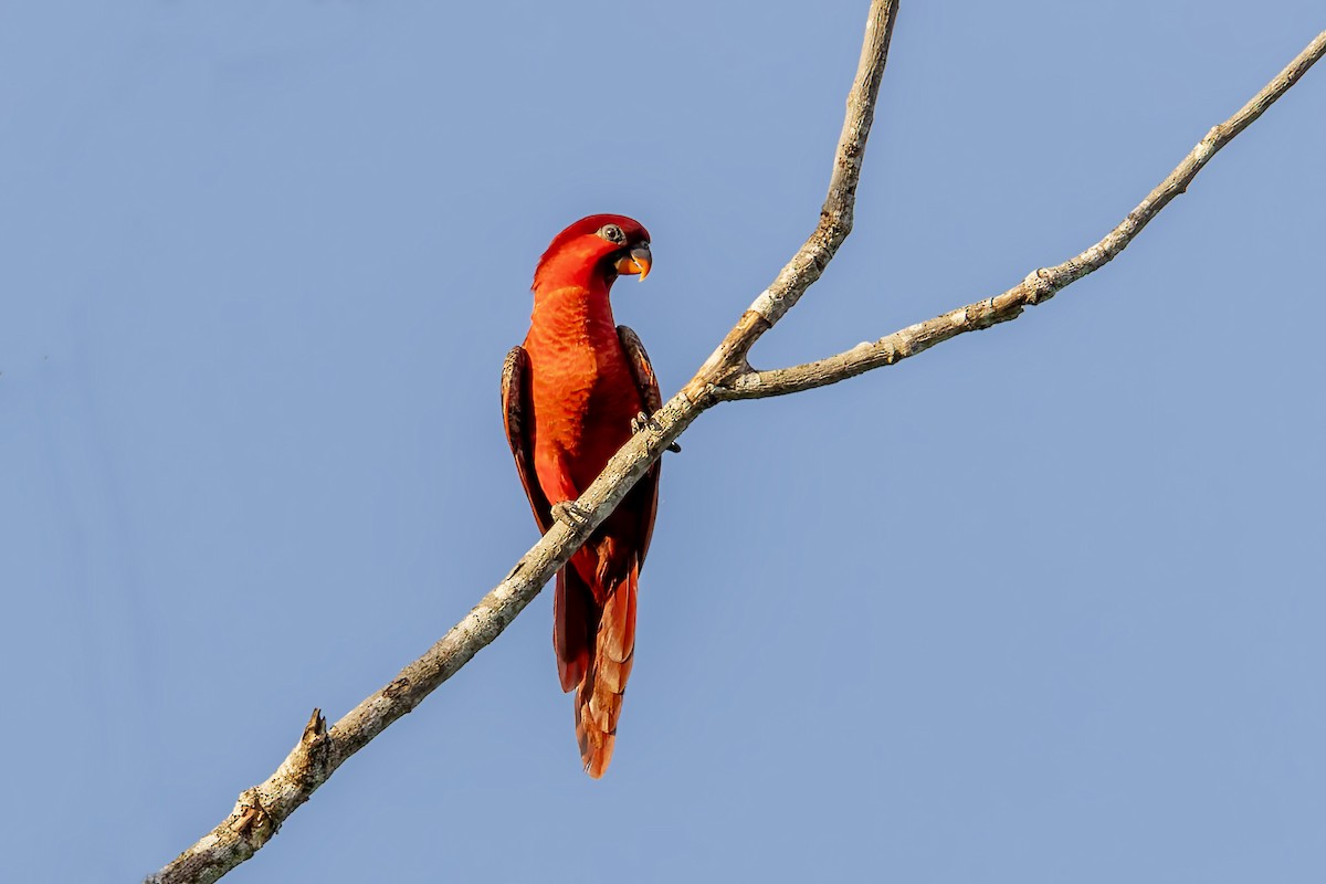 Cardinal Lory - ML617618047