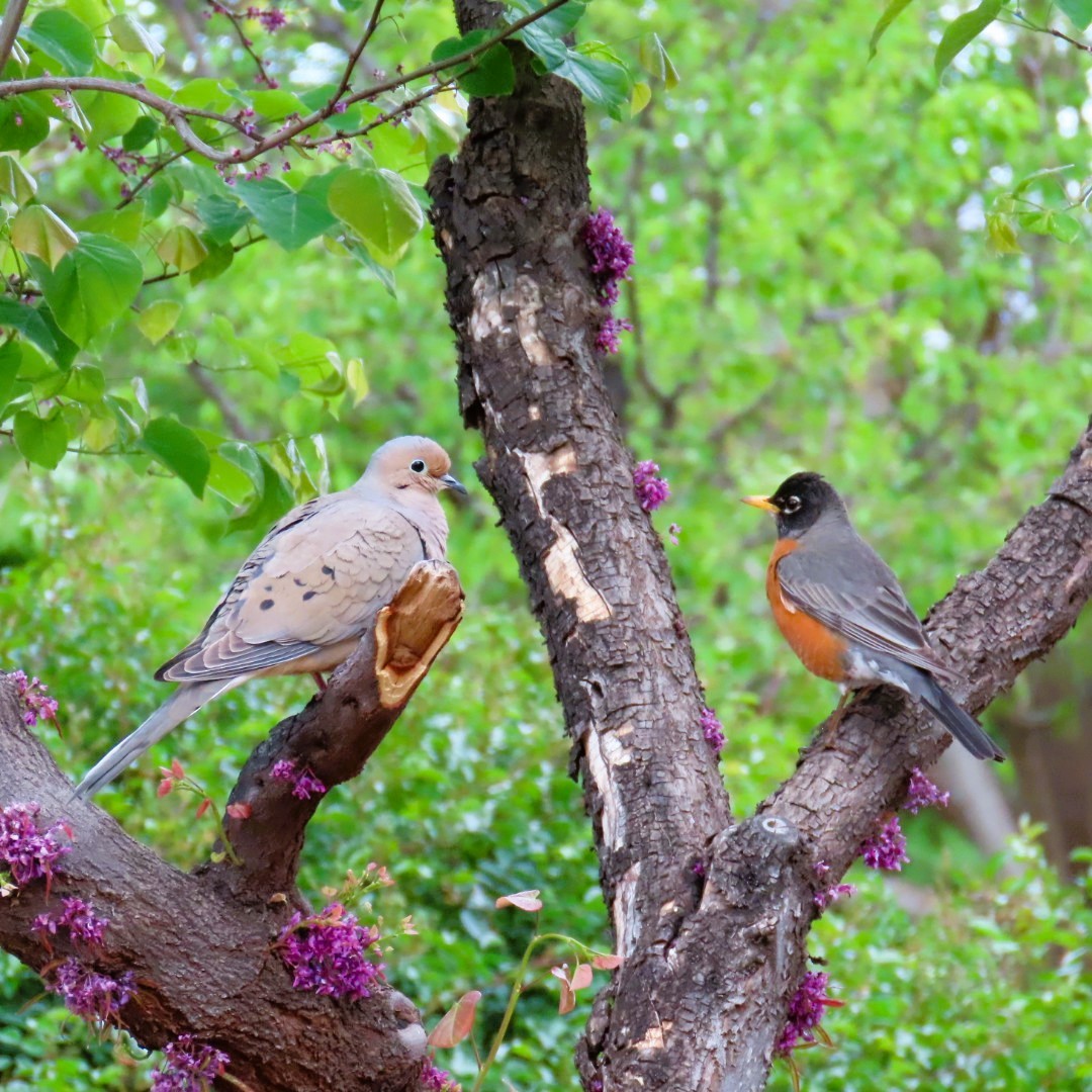 American Robin - ML617618048