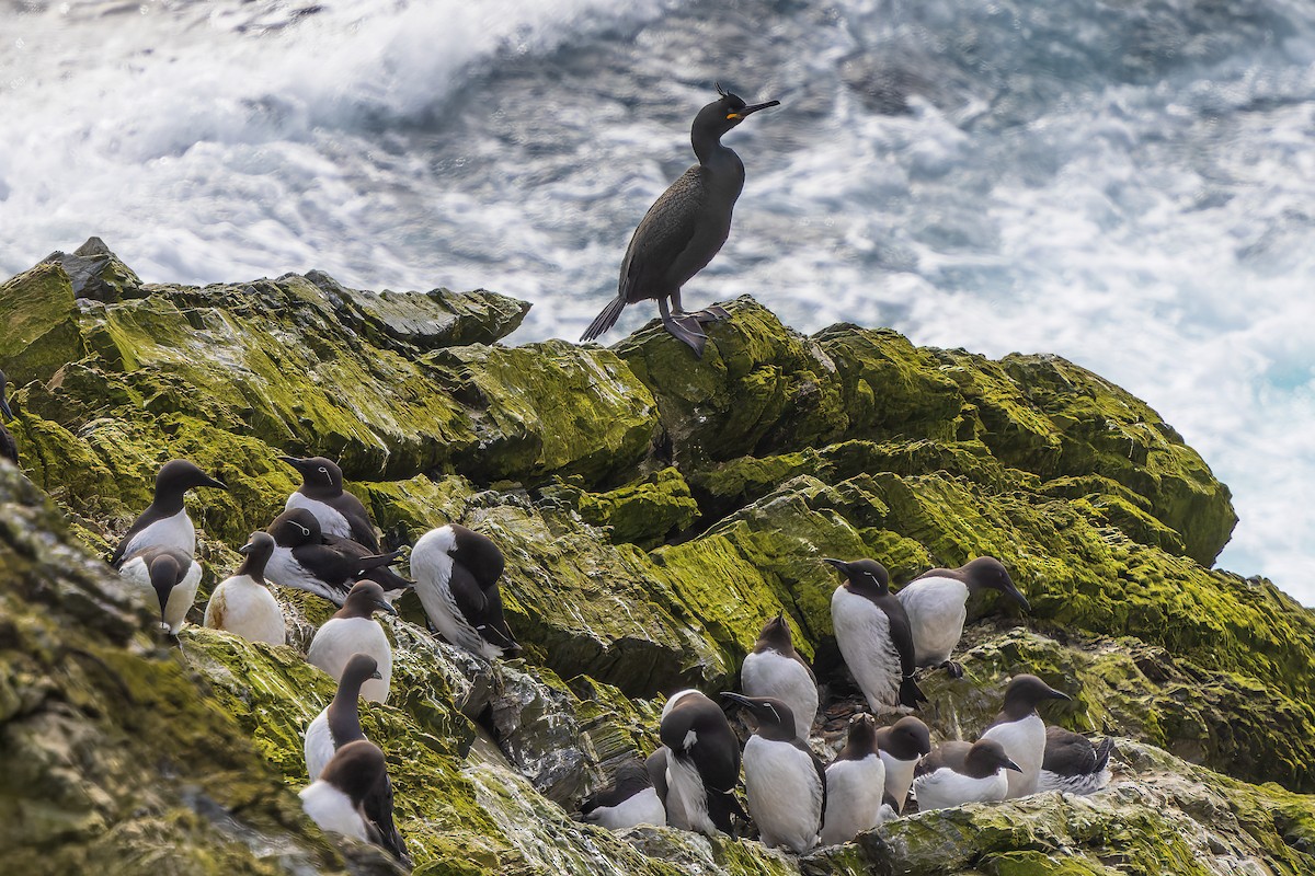 Common Murre - ML617618052