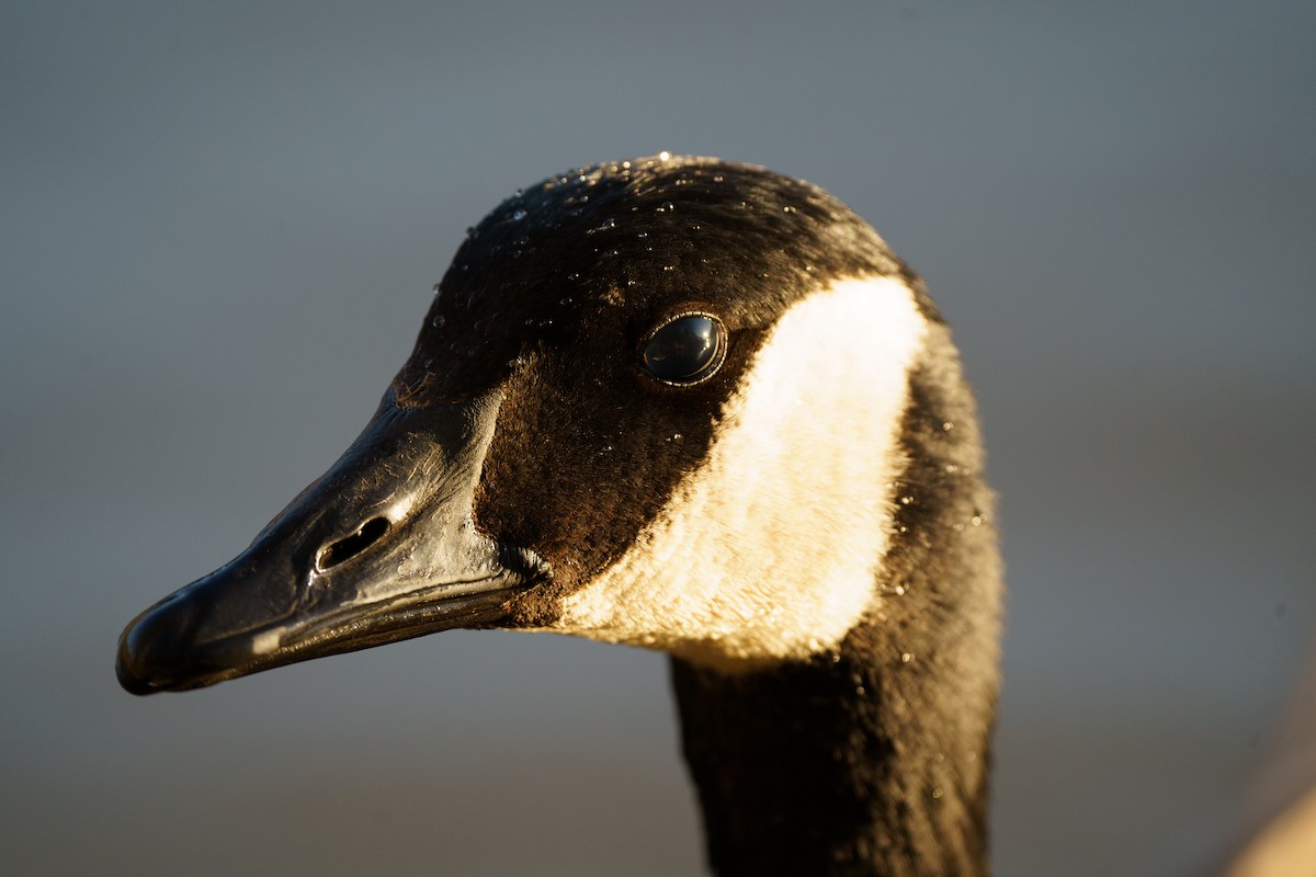 Canada Goose - Marshall Mumford