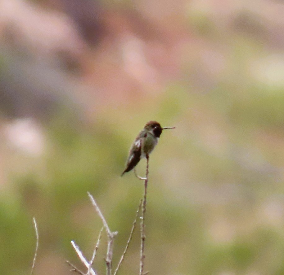 Costa's Hummingbird - Natalie Tanner